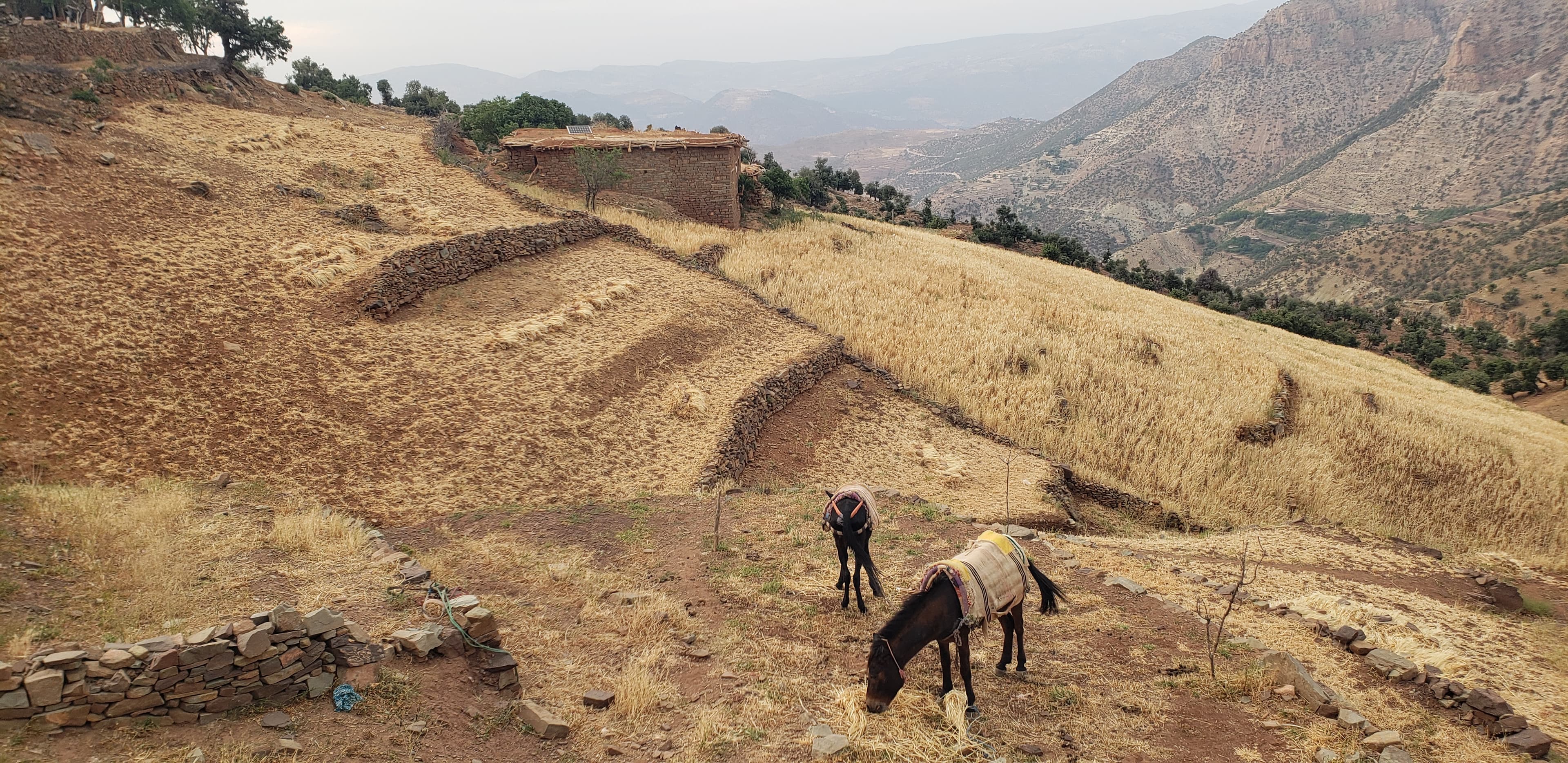 Ânes sur les terrasses avec montagnes en fond