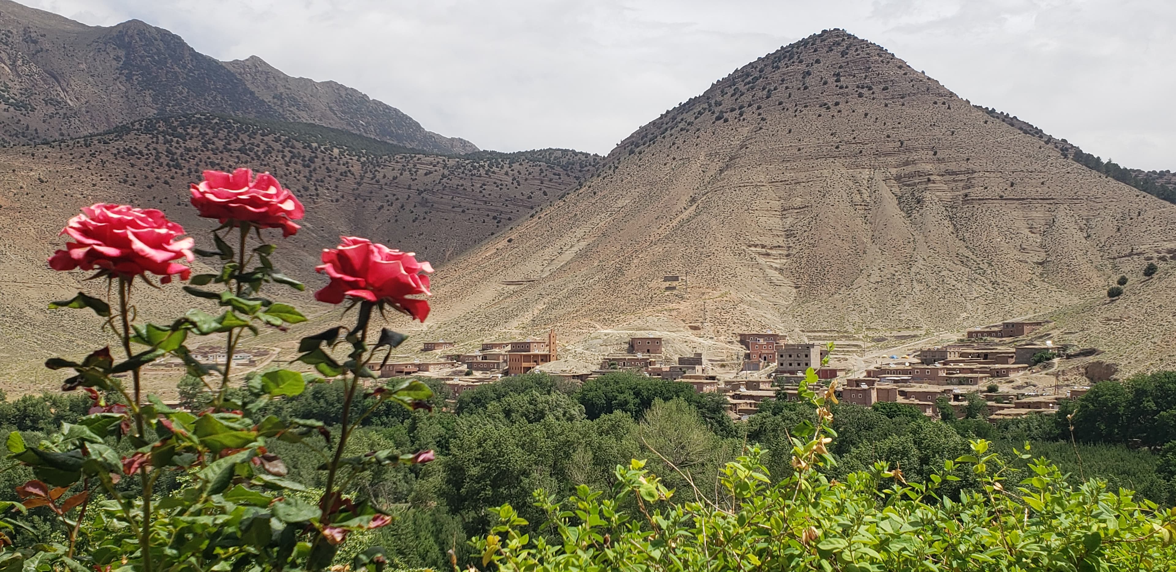 Roses au premier plan avec village du Haut Atlas